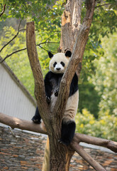 Obraz premium One giant panda playing on tree
