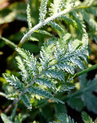 A leaf covered in frost