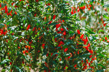 Goji berry fruits and plants in sunshine field