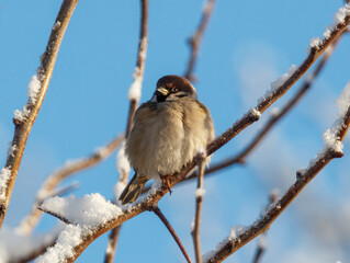 A bird is sitting on a branch covered in snow