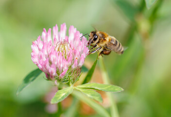 A bee is on a pink flower