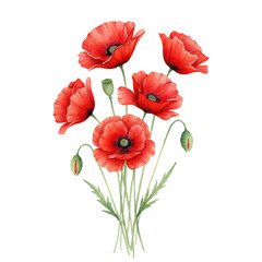 Red poppy flower bouquet watercolor vector illustration. Red petals black stamens poppy flowers isolated on white. Meadow wild blossom set, field blooming plants clip art. Green buds and leaves