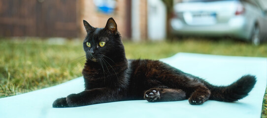 Adorable black cat with green eyes