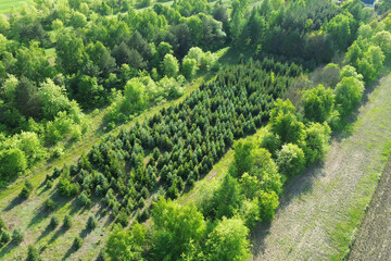 Sustainable green zone with planted conifers