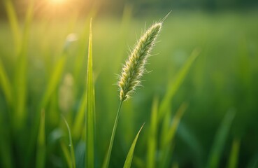 Fototapeta premium Closeup of wild grass seed head backlit by soft sun light. Green stalks and leaves create a natural bokeh background. Lush foliage reflects golden hour glow. Calm outdoor scene.