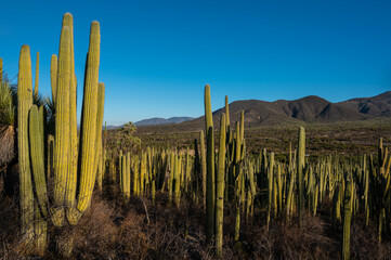Obraz premium cactus in the desert