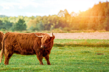 Large horned cow standing on grassy farmland