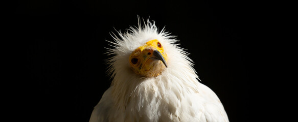 A close-up of a vulture against a black background. A large predator perched on a branch in the...