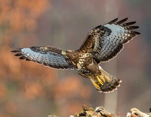 Majesty in Flight　hawk