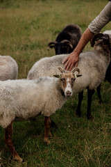 Child and parents petting sheep in grassy outdoor setting