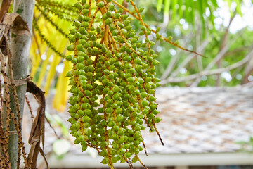 Bunch of  green Sealing wax palm growing on tree