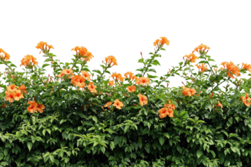 Orange trumpet vine blooms against a stark black background