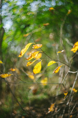 Autumn Tree Limb with Rich Colored Leaves