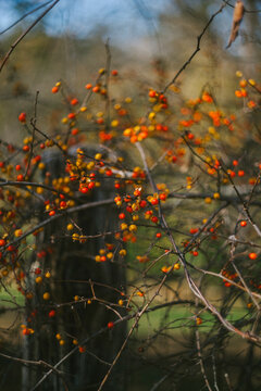 Bittersweet Vine Climbs on a Rustic Fence