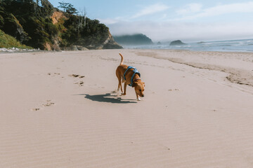 Happy lab puppy sniffing empty beach near Cannon, OR