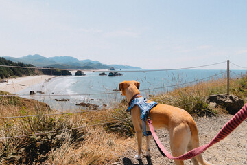 Dog on cliff trail looking down at empty beach off Oregon Coast
