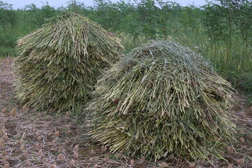 healthy and ripe sesame farm