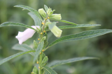 healthy and green sesame farm