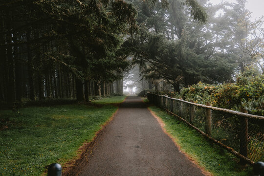 Ominous pathway through misty forest on Oregon Coast