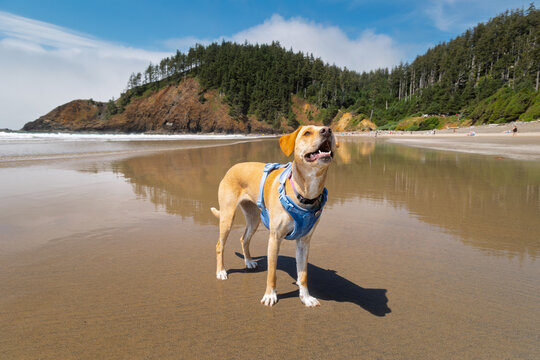 Happy dog staring up at owner at Empty beach in Oregon