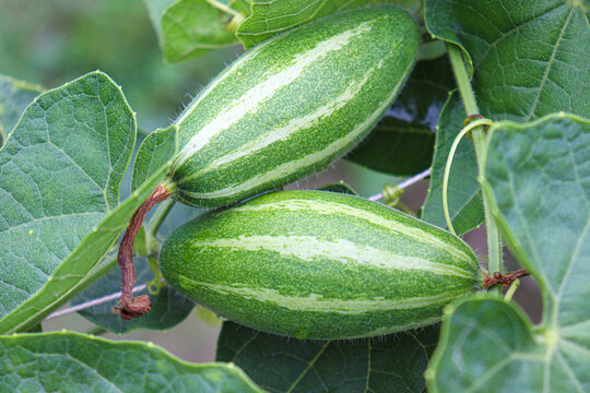pointed gourd on tree in farm