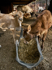 Close-up of calves feeding on fresh pasture at a rural farm