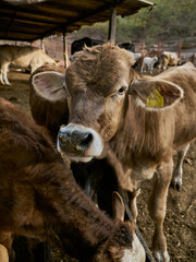 Close-up calf looking directly at the camera