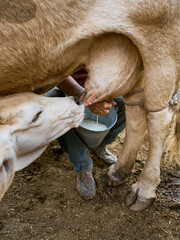Calf drinking milk from its mother in the barn