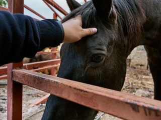 Black horse close-up looking at the camera