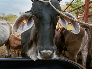 Close-up calf looking directly at the camera