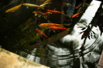 Koi fish in dark pond in caribbean