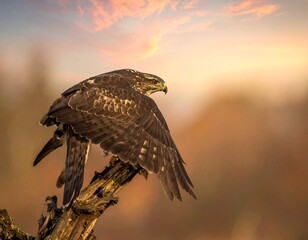 Majesty in Flight　hawk