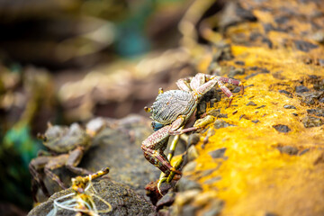 Crab on the beach runs along the pier. Exotic animals in resort places. The concept of a beach holiday in the tropics.