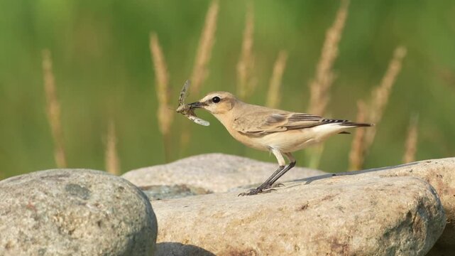 Small bird holding insect on a rock