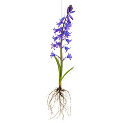 Obraz premium Mature bluebell plant with exposed roots and blue flowers