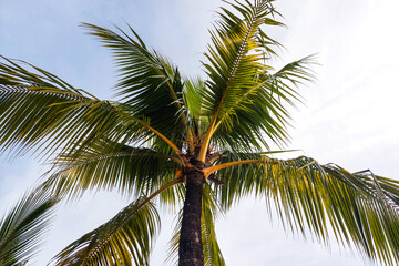 Coconut Trees and Leaves Against Sky and Clouds