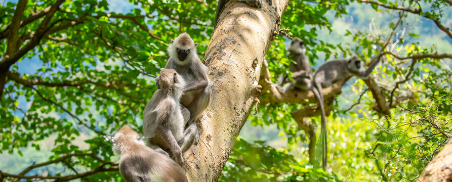 Gray hanuman langurs on a tree. Monkeys in the wild in the jungles of Sri Lanka. Troop of monkeys on trees. Wildlife scene with wild animals.