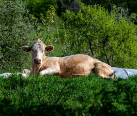 Cows  lying on the grass .