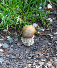 A snail with its shell is slowly moving across rocky pavement in natural outdoor light.