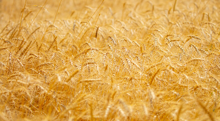 Wheat field on a sunny day. Grain farming, ears of wheat close-up. Agriculture, growing food...
