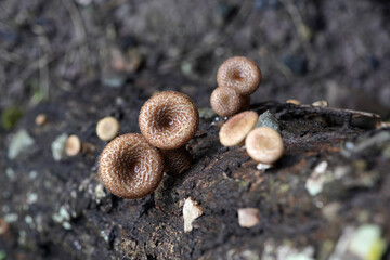 mushrooms on a tree