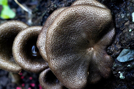 mushrooms on a tree - Powered by Adobe