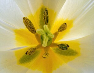 Tulip close-up white petals, yellow center, floral details