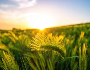 Golden grass field at sunset