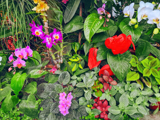 Orchids, Fittonia, African violets, Flamingo tropical flowers grow in botanical garden