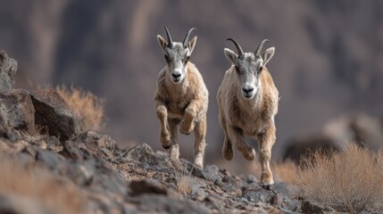 Obraz premium Two Mountain Goats Running on Rugged Terrain in a Remote Wilderness Area Surrounded by Rocky Landscape and Sparse Vegetation under Natural Light