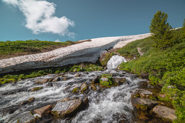 Big waterfall flows from mossy rock under snow cornice in sunny day. Green alpine scenery with pure mountain creek among wild lush flora in bright sun. Large river source under snowfield in sunlight.