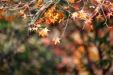 秋の紅葉と葉っぱ