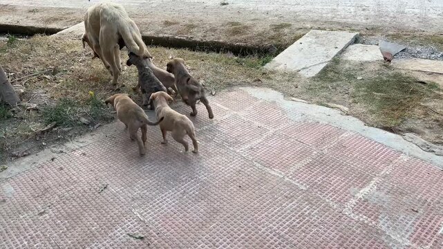 Stray Mother Dog Nursing Her Hungry Puppies on a Tiled Outdoor Surface