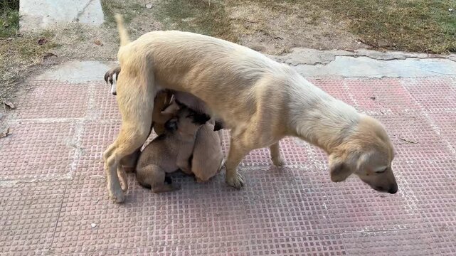Stray Mother Dog Nursing Her Hungry Puppies on an Outdoor Tiled Floor